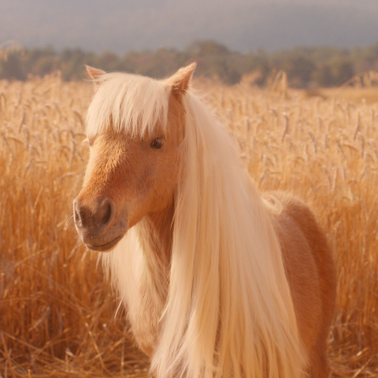 halo-glow-liquid-filter-l7 pony_pdp_2_e2011e9a-b9dd-4967-9b0f-b2fb03df5f80.jpg